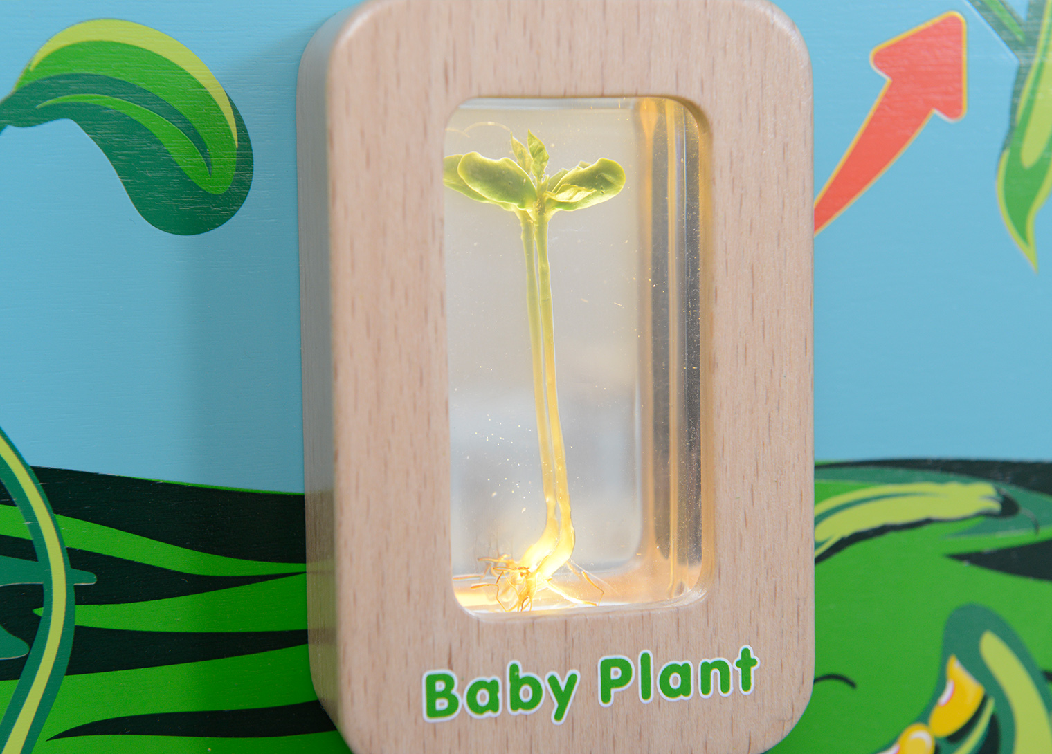 Light-Up Plant Life Cycle Stages Panel